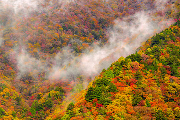 霧湧く紅葉の山肌