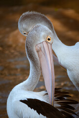 Australian Pelicans Close-Up