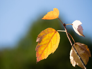 ハナノキの美しい紅葉