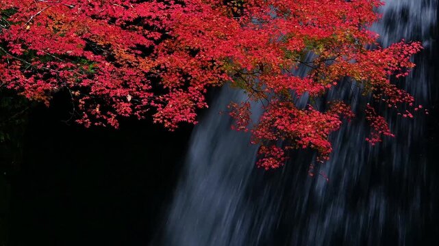 紅葉と滝の流れの動画　ズームアウト