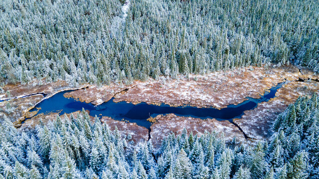 Aerial view of a marsh surrounded by a snow-covered spruce forest
