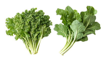 Fresh turnip greens and mustard greens overhead two sets side by side on transparent background