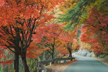 Obraz premium 日本：もみじ湖脇の紅葉した道路【諏訪箕輪線】長野県箕輪町・11月