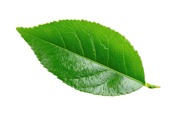 Obraz premium Close-up of a vibrant green leaf