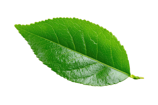 Close-up of a vibrant green leaf