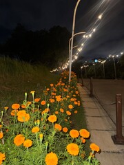 Dreamy evening stroll among vibrant marigolds under twinkling lights in a park