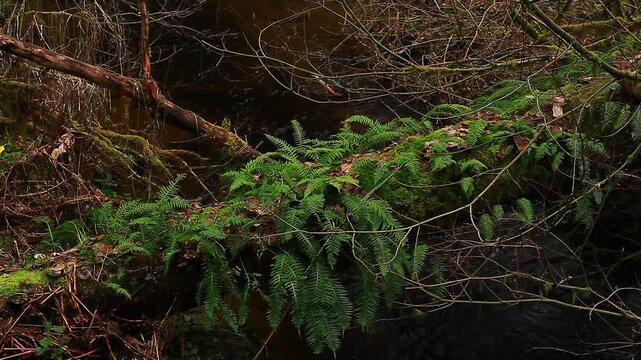 a video of an Big leaf maple tree with sword ferns in the Olympic National Park Washington State