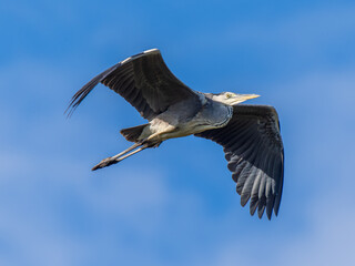 羽ばたくアオサギ