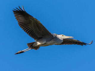 羽ばたくアオサギ