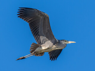 羽ばたくアオサギ