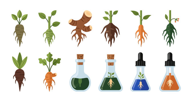 Collection of Root Vegetables and Herbal Extracts in Laboratory Glassware.