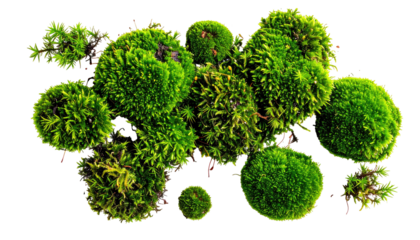 Close-up of various moss clusters in a vibrant green, with fuzzy textures and natural shapes, isolated on a black background