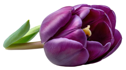 Purple Tulip Bloom: A captivating close-up of a velvety purple tulip, its delicate petals unfurling in a display of natural beauty and elegance.
