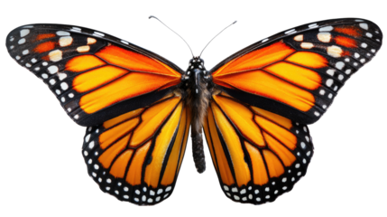 Monarch Butterfly: A captivating top-down view of a stunning monarch butterfly, showcasing intricate patterns on its vibrant wings in full display.
