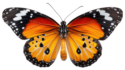 Monarch Butterfly: A macro image showcases a regal monarch butterfly, its wings outstretched, revealing intricate patterns of orange, black, and white.