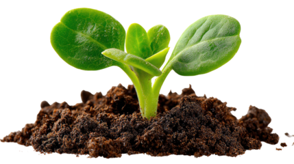 Sprout of Life: A vibrant seedling bursts forth from the rich soil, symbolizing new beginnings, growth, and the delicate balance of the environment.