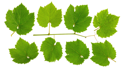 Close-up of a sprig featuring eight vibrant green leaves with irregular edges, connected by a slender brown stem against a black background