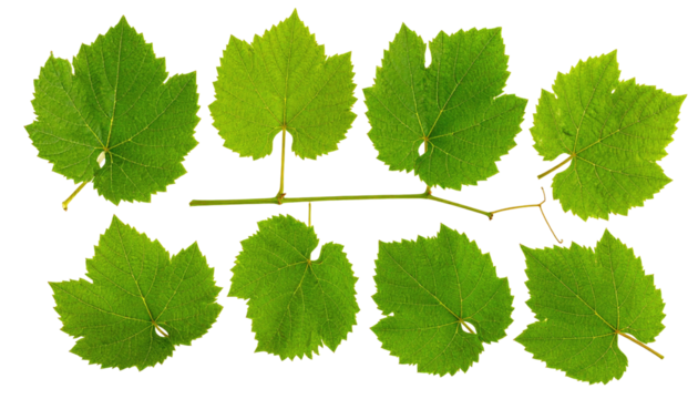Close-up of a sprig featuring eight vibrant green leaves with irregular edges, connected by a slender brown stem against a black background