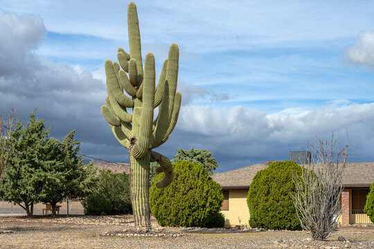 Large cactus in the countryside Arizona.