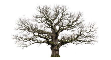 Large bare tree silhouette isolated on white background autumn or winter