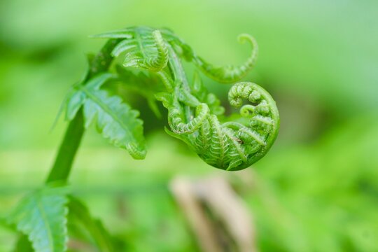 A close-up macro shot of a vibrant green fern fiddlehead
