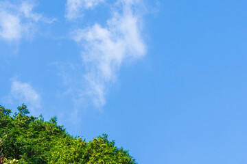 Obraz premium 秋の山から木と空を流れる雲を見上げる03