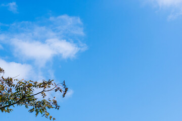 秋の山で青空と木を見上げる05