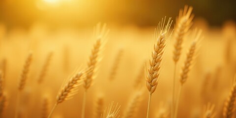 Obraz premium Golden Wheat Field at Sunset A Captivating View of Ripe Grain Stalks Bathed in Warm, Amber Light