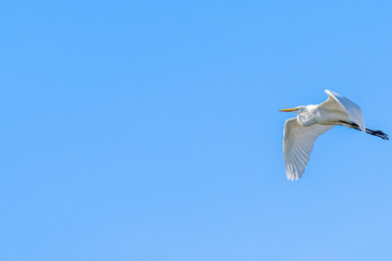 空飛ぶダイサギ