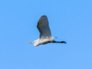 空飛ぶダイサギ