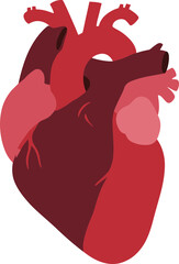 Flat Design Detailed Human Heart Organ Illustration Isolated on White