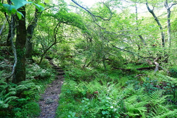 refreshing spring path with fresh ferns