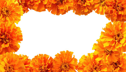 A vibrant, sunny floral border formed by an abundance of bright orange blossoms framing a blank, irregular black space