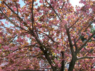 Spring's Pink Canopy: Cherry Blossom Tree in Full Bloom Against Blue Sky