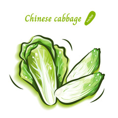 白菜のみずみずしく可愛いポップアート｜野菜のイラスト素材