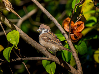 枝にとまるスズメ