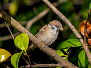 枝にとまるスズメ