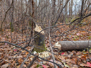 Canada, 29 October 2025 : Freshly gnawed tree stump and fallen trunk in autumn forest