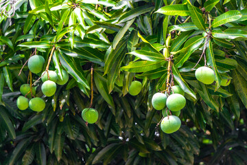 Green tropical plants flowers leaves leaf tree trees nature Brazil.