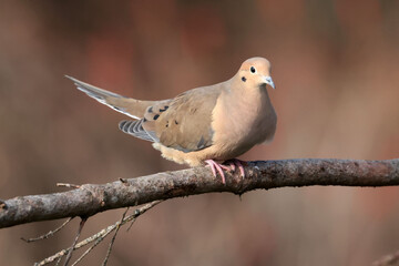 Mourning dove perching on branch in fall with sumach behind, red fall colours