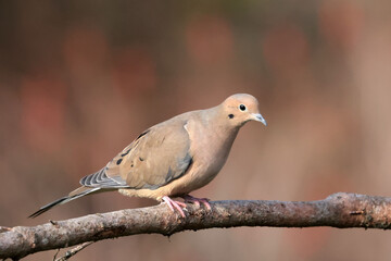 Mourning dove perching on branch in fall with sumach behind, red fall colours