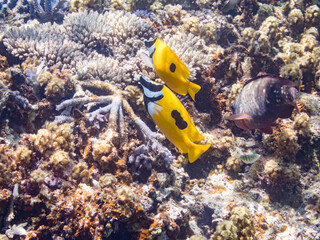 ヒフキアイゴ, Blotched foxface, Siganus unimaculatus,...