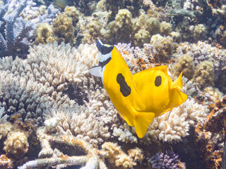 ヒフキアイゴ, Blotched foxface, Siganus unimaculatus,...