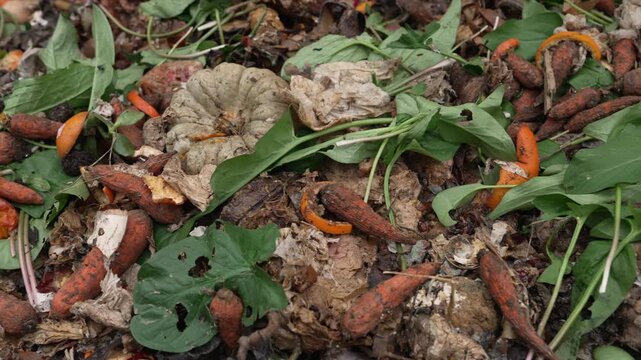 A mix of biodegradable food waste and garden scraps transforming into eco-friendly fertilizer