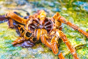 Dead skinned tarantula tarantula in Amazonas Brazil.