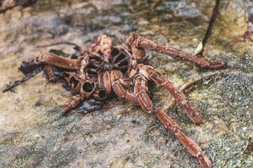 Dead skinned tarantula tarantula in Amazonas Brazil.