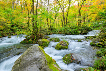 Obraz premium 秋の奥入瀬渓流 青森県十和田市 Oirase Gorge in Autumn. Aomori Pref, Towada City.