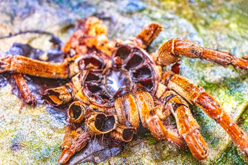 Dead skinned tarantula tarantula in Amazonas Brazil.