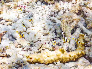 クマノミ, Yellowtail clownfish, Clark's Anemonefish, Amphiprion clarkii, クマノミ亜科,
美しいサンゴ礁と熱帯魚の群れ。
嘉比島沖縄県
島尻郡慶良間諸島座間味島-2025
サンゴの産卵があり卵が漂う。沖縄本島から40km西方の諸島。30以上の島嶼群全体が国立公園に指定。珊瑚礁の青い海と白い砂浜は世界屈指の美。貴重な動植物が多数生息。
