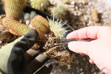 creating a beautiful cactus pot garden